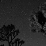 Joshua Tree at Night